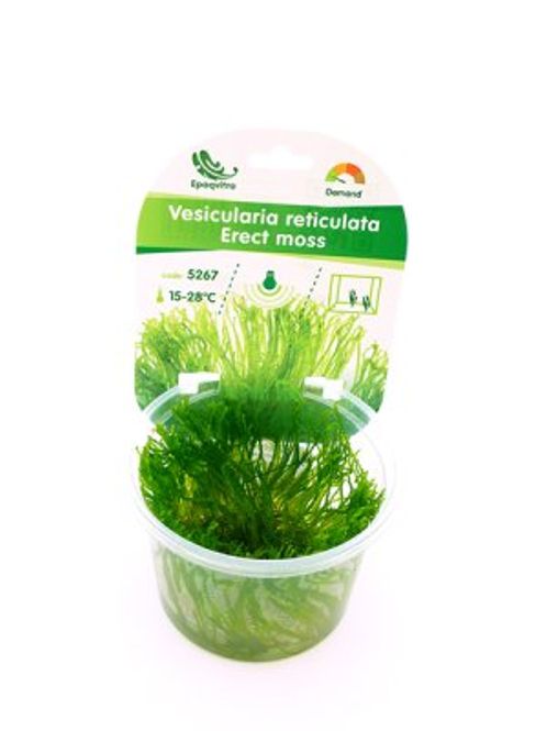 Hovedbilde ERECT MOSS EPAQVITRO