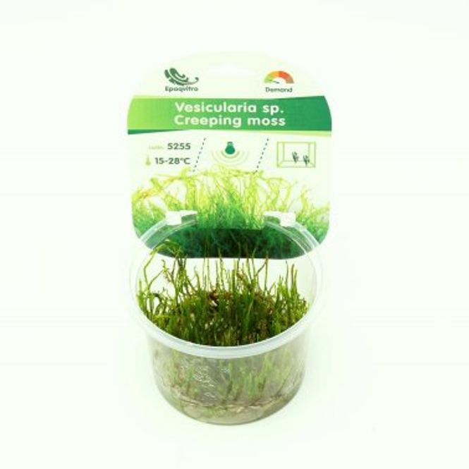 Hovedbilde CREEPING MOSS EPAQVITRO