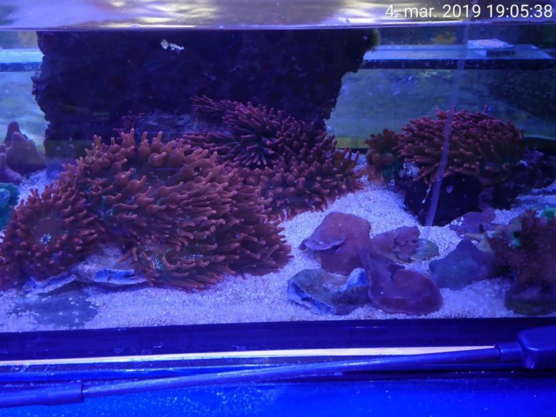 Rosa Bubble Tip  Anemone Large