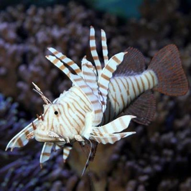 Hovedbilde JBL DRAGEFISK 