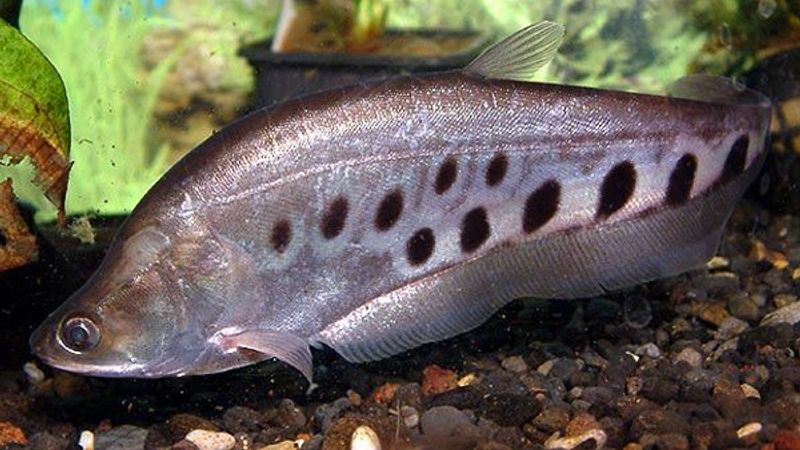 Chitala ornata 12-14cm