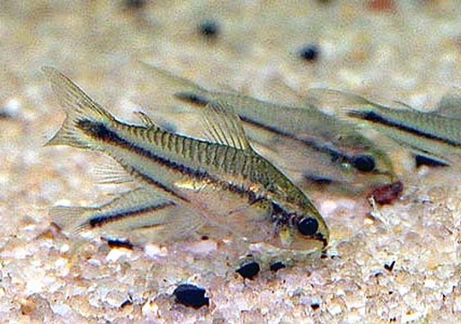 Hovedbilde Corydoras Pygmesus 