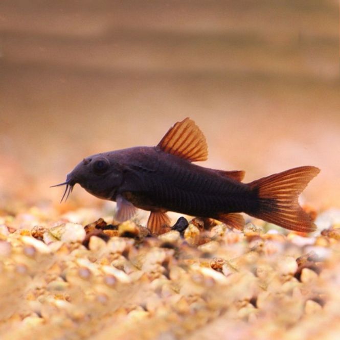 Hovedbilde Corydoras Black XXL 