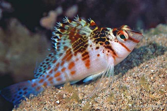 Hovedbilde Cirrhitichthys falco (Dwarf Hawkfish)