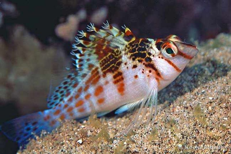 Cirrhitichthys falco (Dwarf Hawkfish)