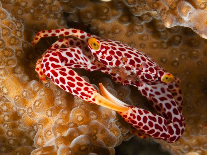 Hovedbilde TRAPEZI KRABBE