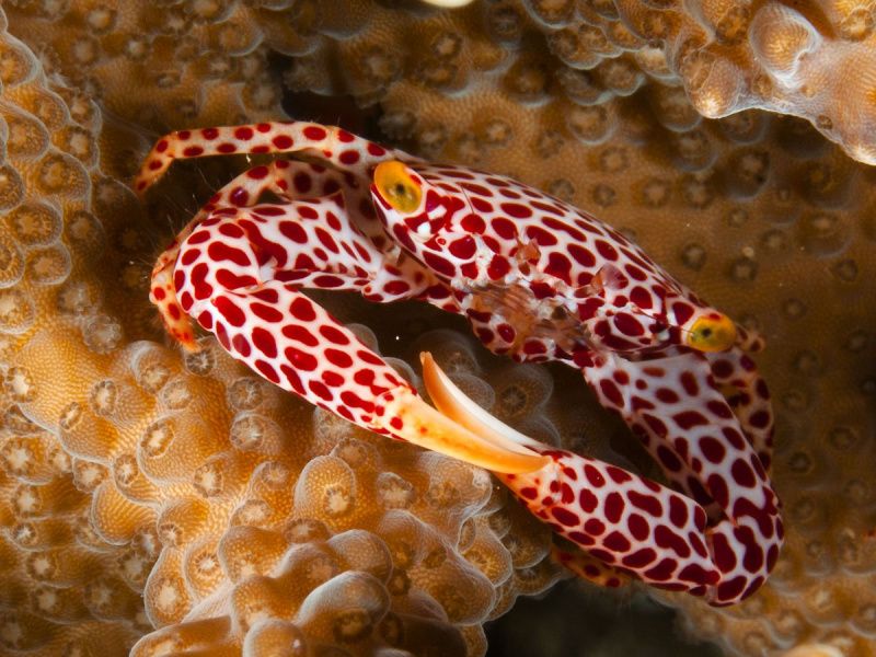 TRAPEZI KRABBE