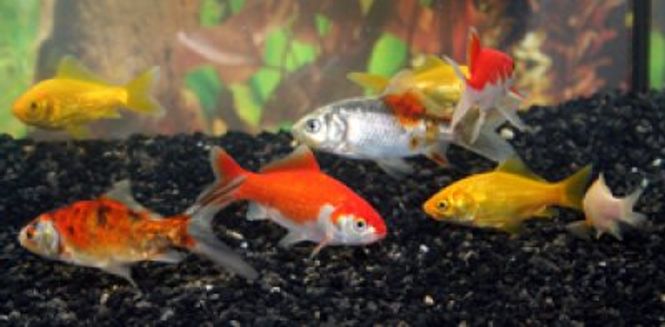 Hovedbilde GULLFISK MIX 4-7CM