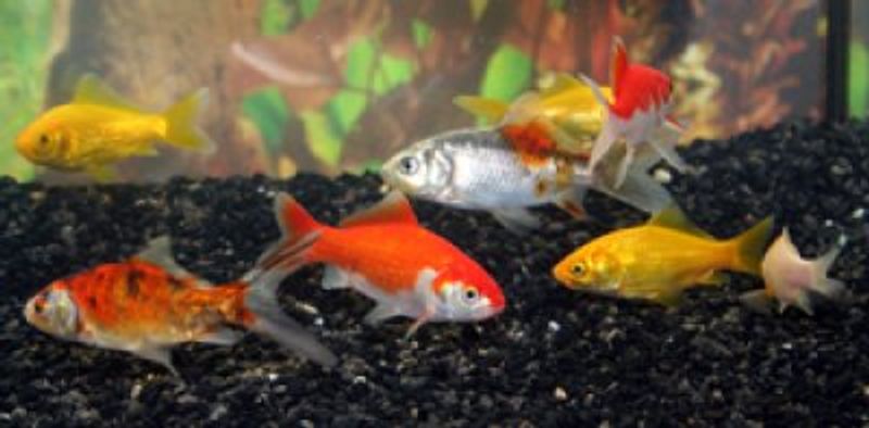 GULLFISK MIX 7-10CM