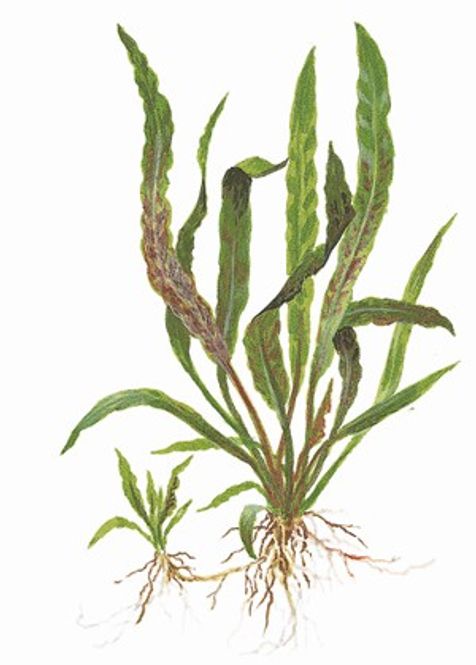 Hovedbilde Cryptocoryne albida 