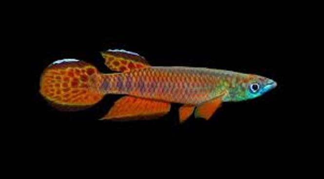 Hovedbilde Epiplatys roloffi
