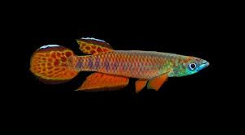Epiplatys roloffi