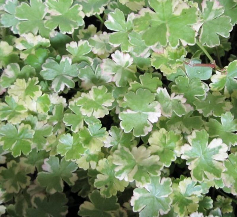 Hydrocotyle sibthorpioides 