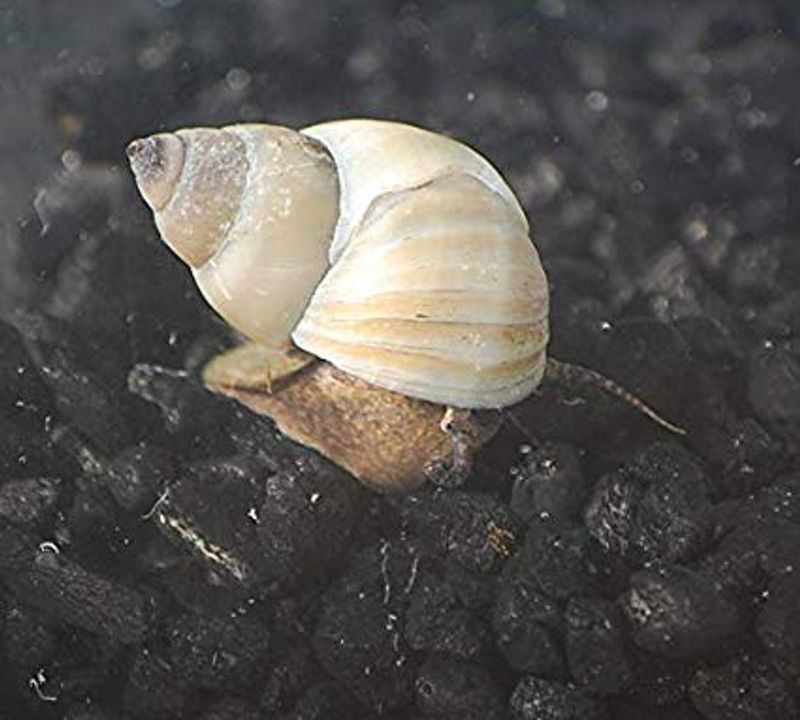 Mystery Snegle / Filopaludia martensi