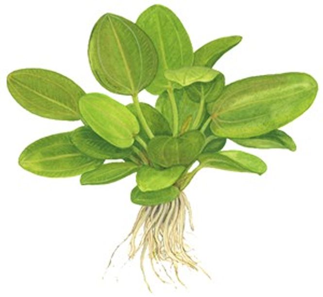 Hovedbilde Echinodorus 