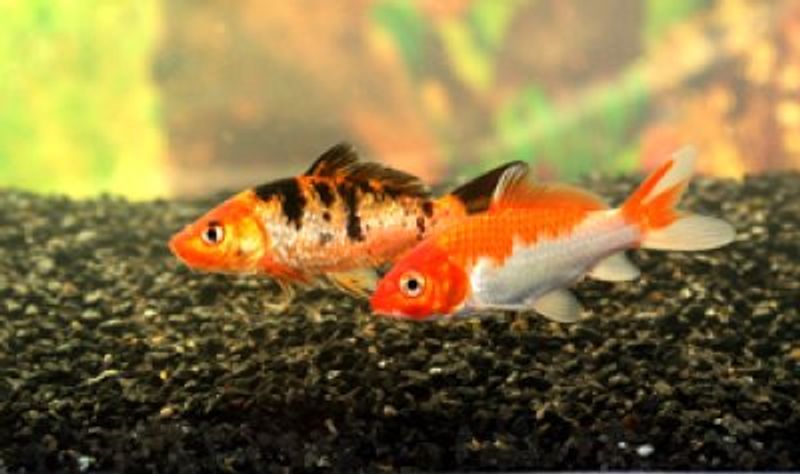 KOI MIX 7-10CM