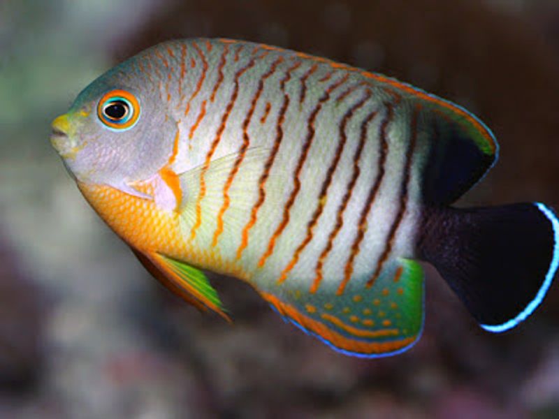 Centropyge eibli 