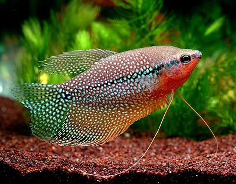 Perle Gurami large