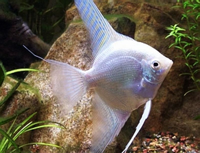 Scalare Platinum Pearl Medium/large 