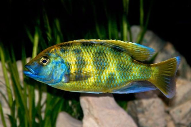 Hovedbilde Nimbochromis venustus 6-8cm