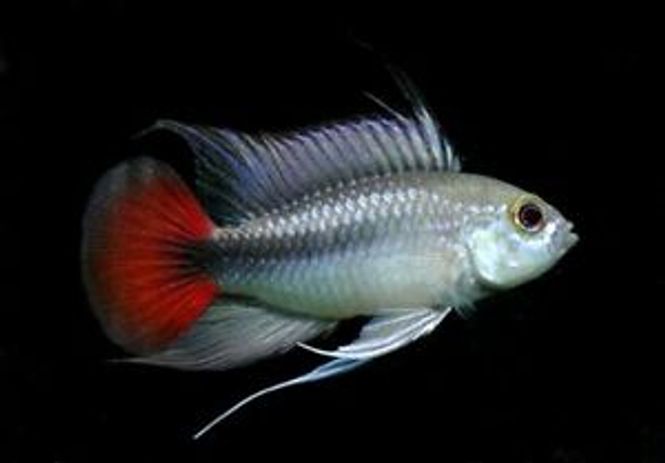 Hovedbilde APISTOGRAMMA RIO MAMORE 