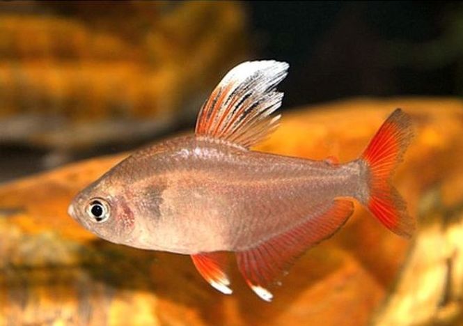 Hovedbilde HYPHESSOBRYCON BENTOSI  WHITE-FIN / ROSEN TETRA HVIT FIN