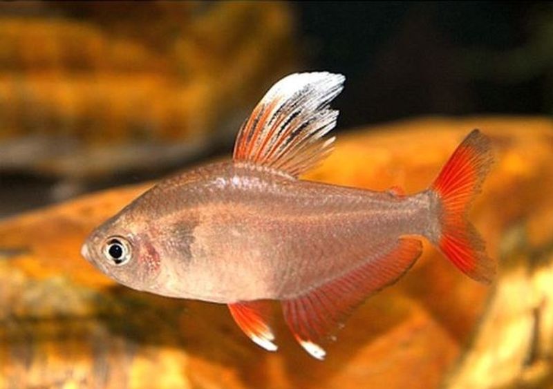 HYPHESSOBRYCON BENTOSI  WHITE-FIN / ROSEN TETRA HVIT FIN