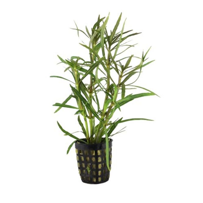 Hovedbilde Eustralis Stellata 