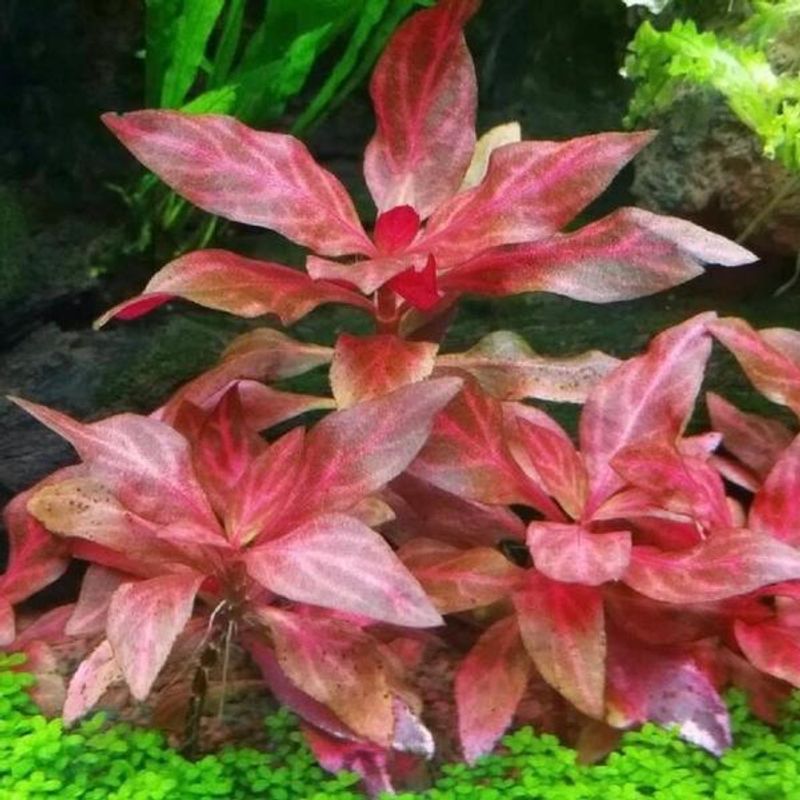 Alternanthera rosanervig Akvarieplante
