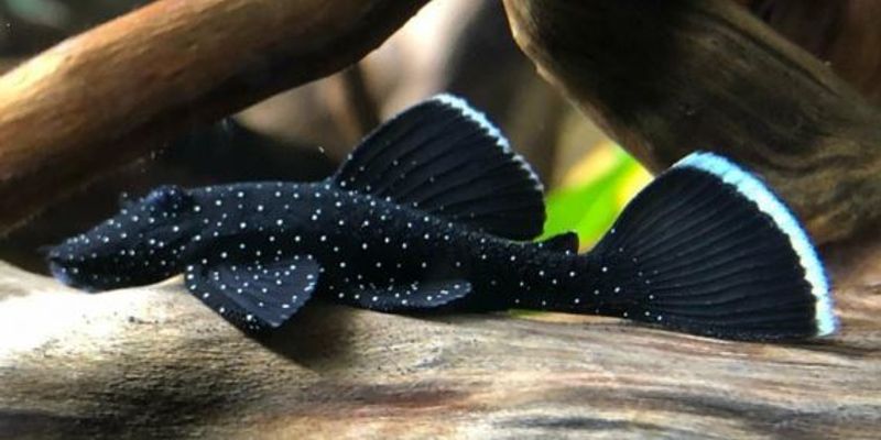 L183 Ancistrus F1 4-5cm 