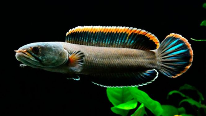 Hovedbilde Channa sp.fireback 10-15cm