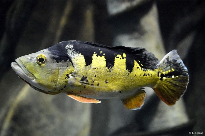 Hovedbilde Cichla ocellaris