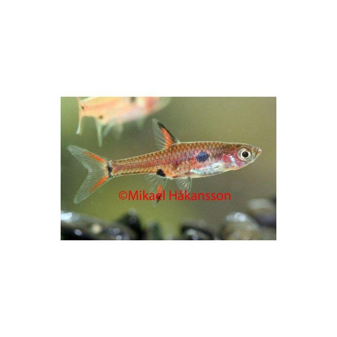 Hovedbilde Boraras maculatus