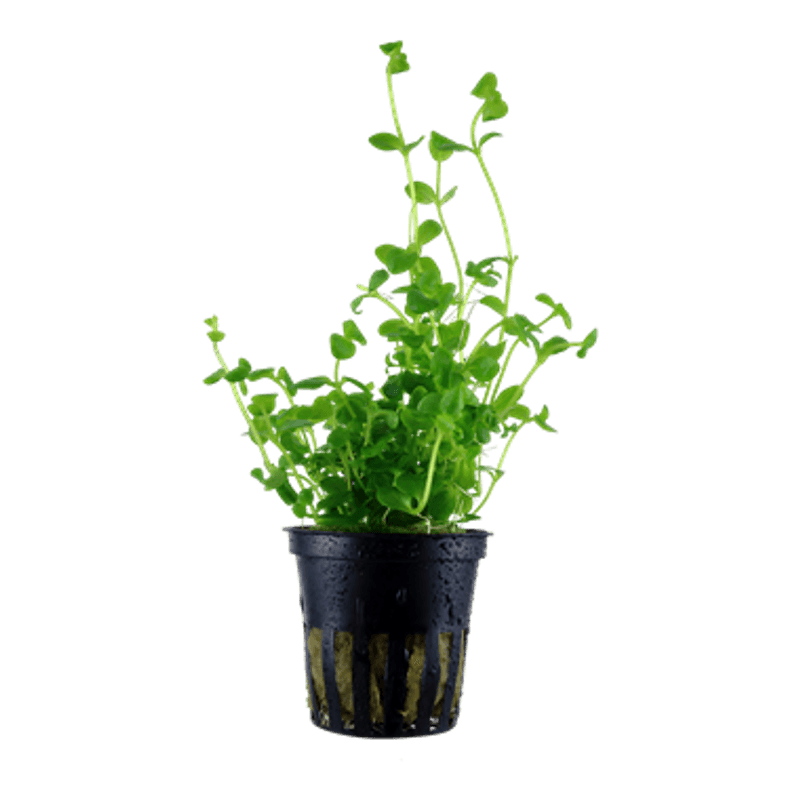 Bacopa australis - Potte