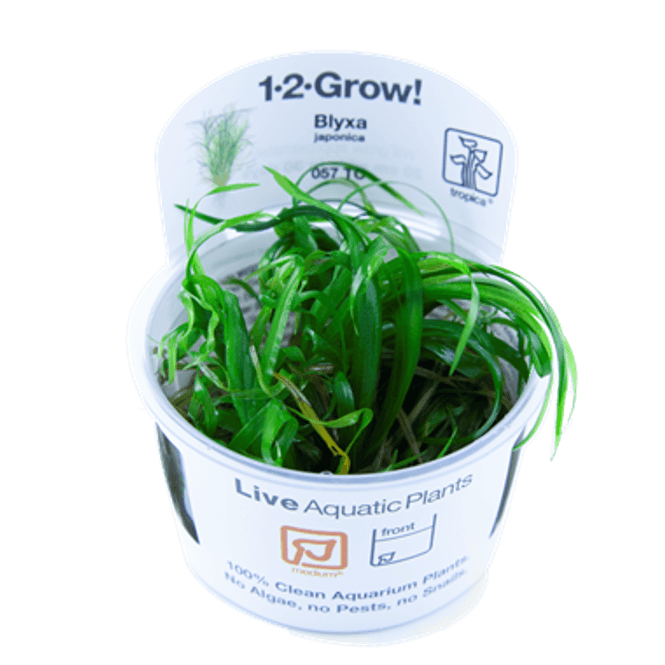 Hovedbilde Blyxa Japonica 1-2 Grow!