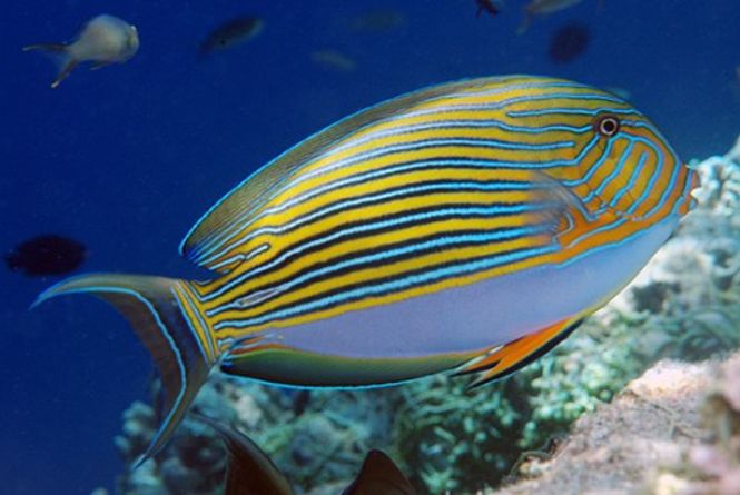 Hovedbilde Acanthurus lineatus / Klovnekirurg