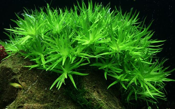 Hovedbilde Heteranthera Zosterifolia - 1-2 Grow!