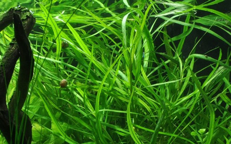 Hygrophila Costata - Potte