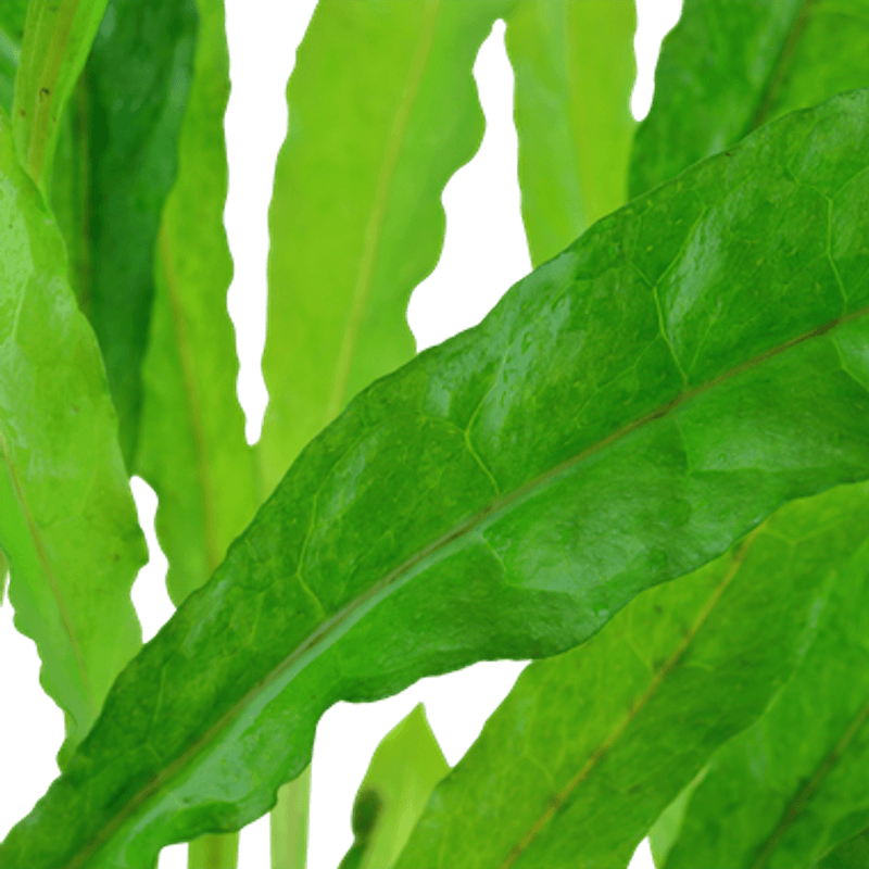 Microsorum Pteropus  Akvarieplante