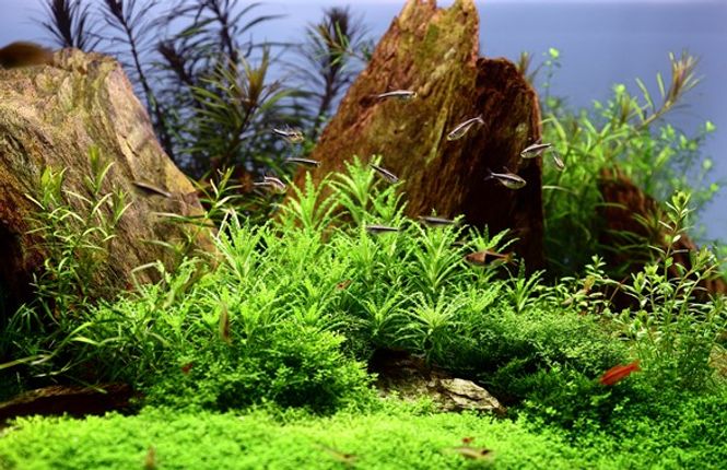 Hovedbilde Pogostemon Helferi - 1-2 Grow!
