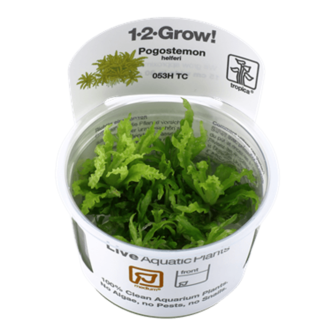 Hovedbilde Pogostemon Helferi - 1-2 Grow!