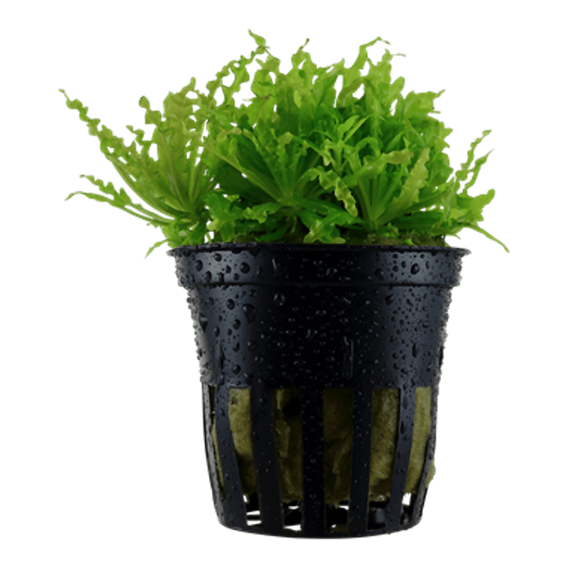 Pogostemon Helferi - Potte