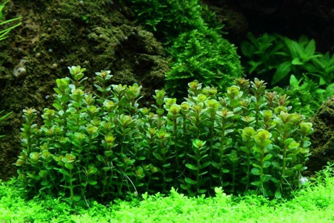 Hovedbilde Rotala Indica Bonsai - 1-2-Grow!