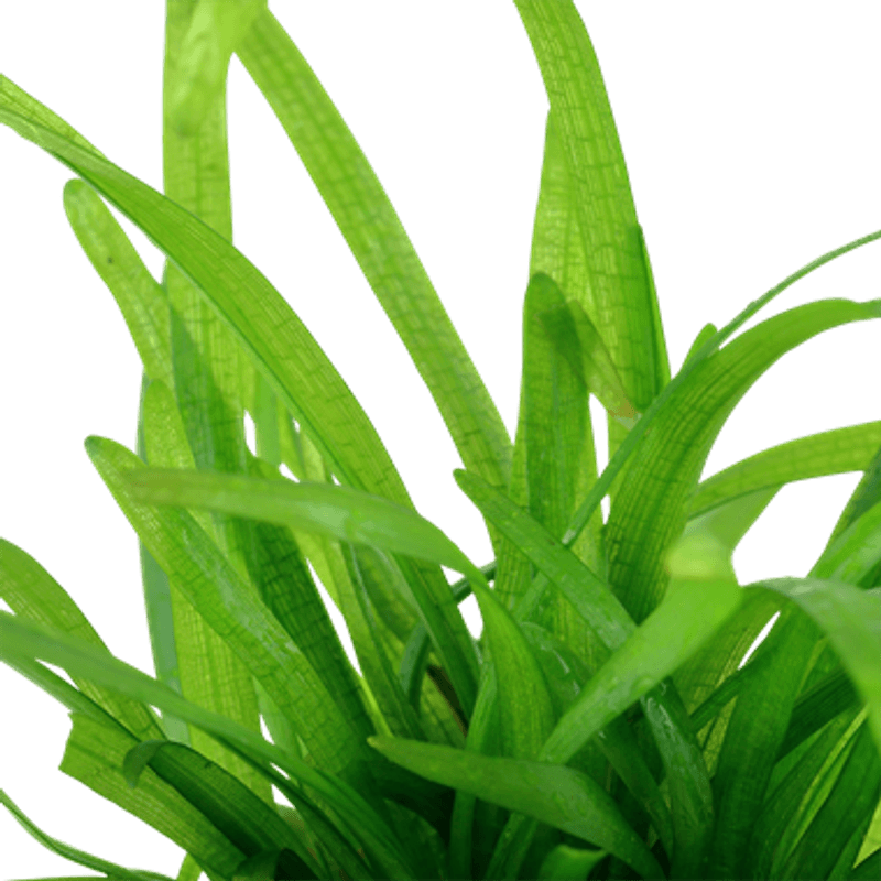 Sagittaria Subulata - Potte