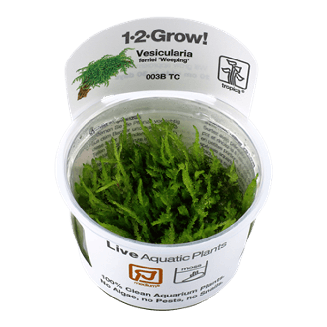 Hovedbilde Vesicularia Ferriei Weeping - 1-2-Grow!  Akvarieplante