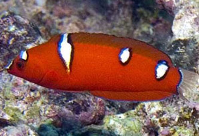 Hovedbilde Coris gaimard