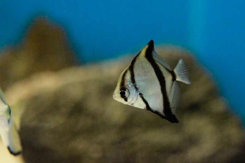 Monodactylus sebae /Afrikansk Månefisk 