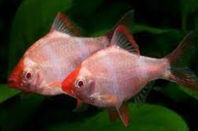 Hovedbilde Tigerbarbe Albino 