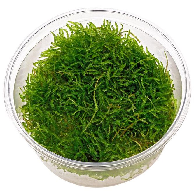 Hovedbilde Javamose AB Porsjon 100ml
