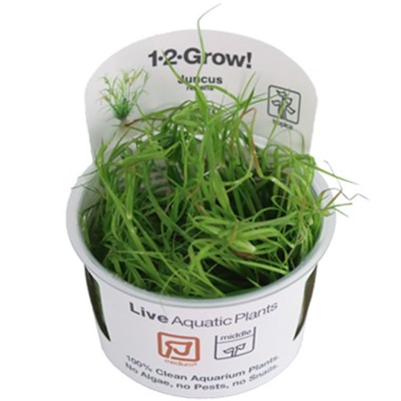 Juncus repens 1-2Grow